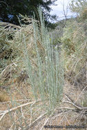 Image of Nevada broomsage