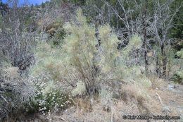 Image of Nevada broomsage