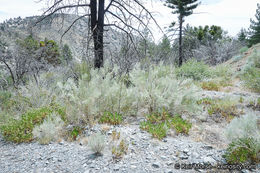 Image of Nevada broomsage