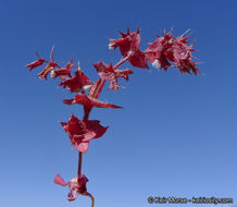 Mucronea perfoliata (A. Gray) A. Heller的圖片