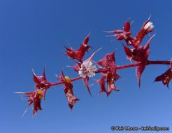 Mucronea perfoliata (A. Gray) A. Heller的圖片