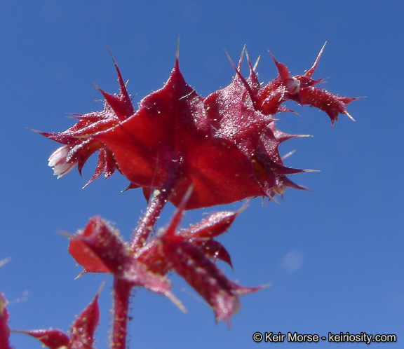 Mucronea perfoliata (A. Gray) A. Heller的圖片