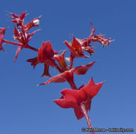 Mucronea perfoliata (A. Gray) A. Heller的圖片