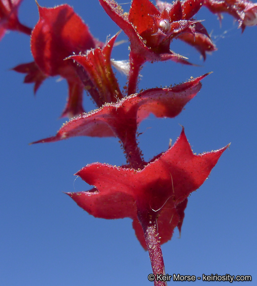 Mucronea perfoliata (A. Gray) A. Heller的圖片