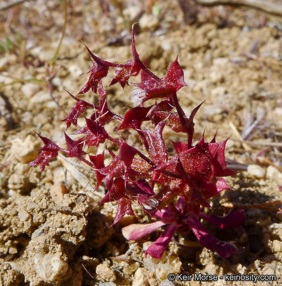 Mucronea perfoliata (A. Gray) A. Heller的圖片