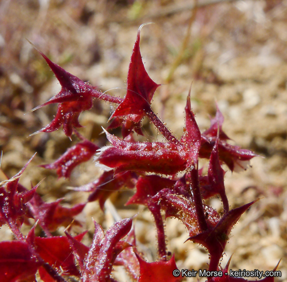 Mucronea perfoliata (A. Gray) A. Heller的圖片