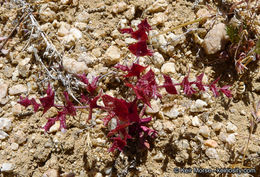 Mucronea perfoliata (A. Gray) A. Heller的圖片