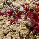 Слика од Mucronea perfoliata (A. Gray) A. Heller