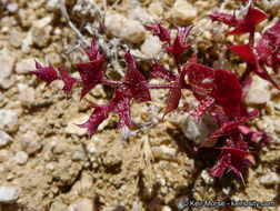 Mucronea perfoliata (A. Gray) A. Heller的圖片