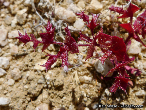 Mucronea perfoliata (A. Gray) A. Heller的圖片