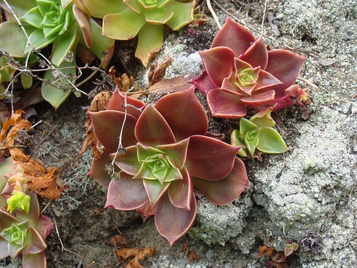 Imagem de Dudleya stolonifera Moran