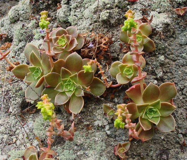 Imagem de Dudleya stolonifera Moran