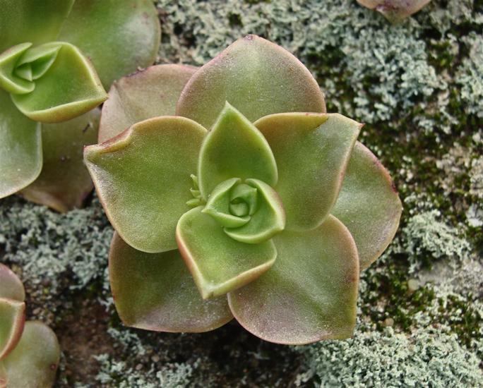 Imagem de Dudleya stolonifera Moran