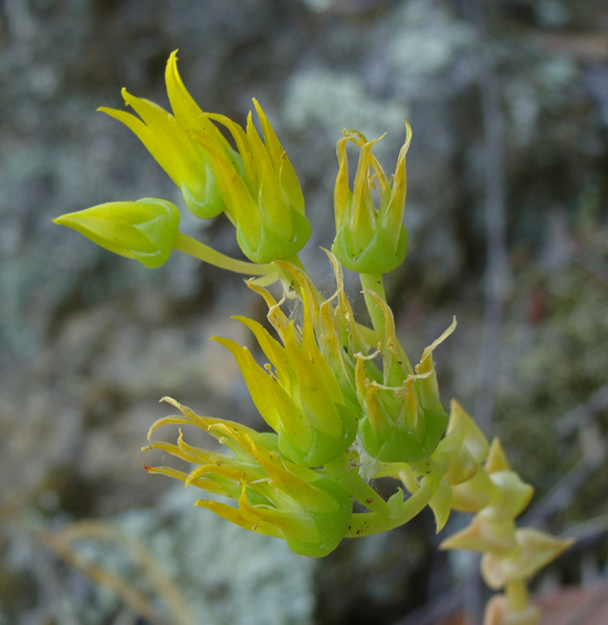 Imagem de Dudleya stolonifera Moran