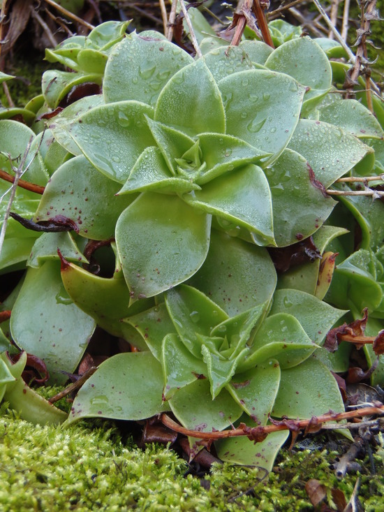 Imagem de Dudleya stolonifera Moran