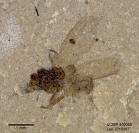 Image of flies