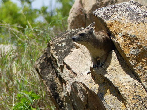 Image of Bush Hyrax
