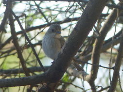 Image of Spotted Flycatcher