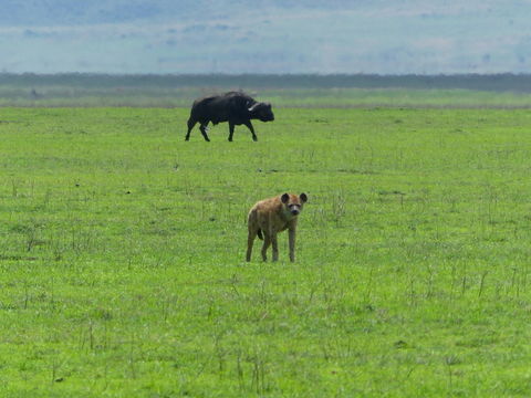 Image of Spotted Hyena