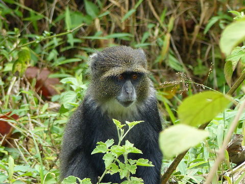 Image of <i>Cercopithecus albogularis kibonotensis</i>