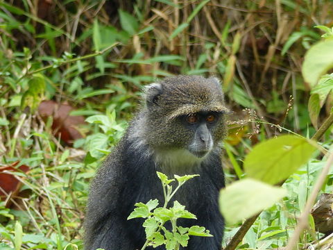 Image of <i>Cercopithecus albogularis kibonotensis</i>