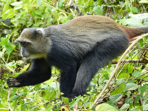 Image of <i>Cercopithecus albogularis kibonotensis</i>