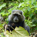 Image de <i>Cercopithecus albogularis kibonotensis</i>