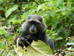 Image de <i>Cercopithecus albogularis kibonotensis</i>