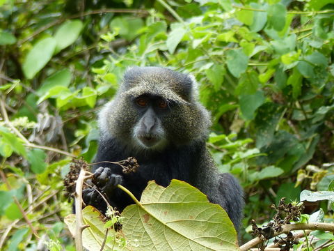 Image of <i>Cercopithecus albogularis kibonotensis</i>