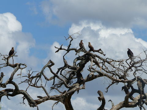 Imagem de Águia-rapace