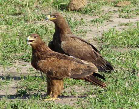 Image of Tawny Eagle