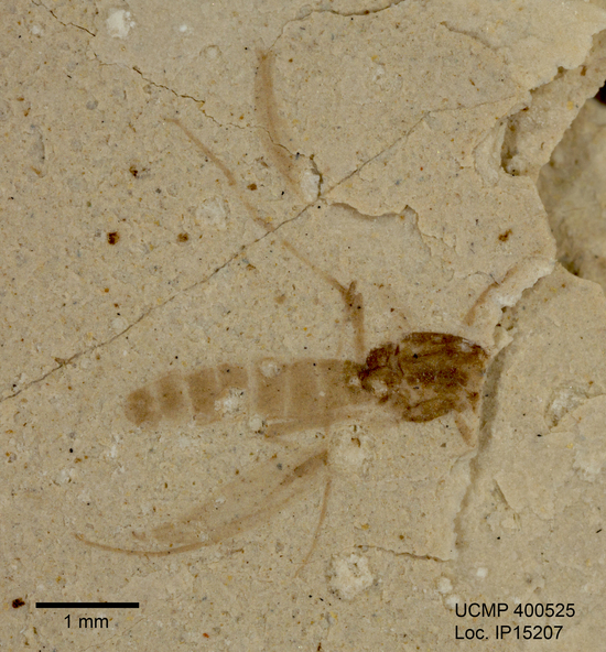 Image de Chironomidae