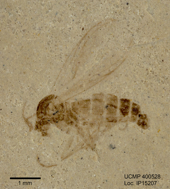 Image de Chironomidae
