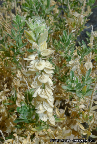Image of narrowleaf sandpaper plant