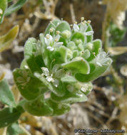 Image of narrowleaf sandpaper plant