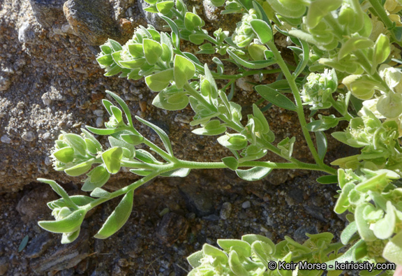 Image of narrowleaf sandpaper plant