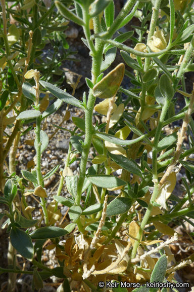 Image of narrowleaf sandpaper plant