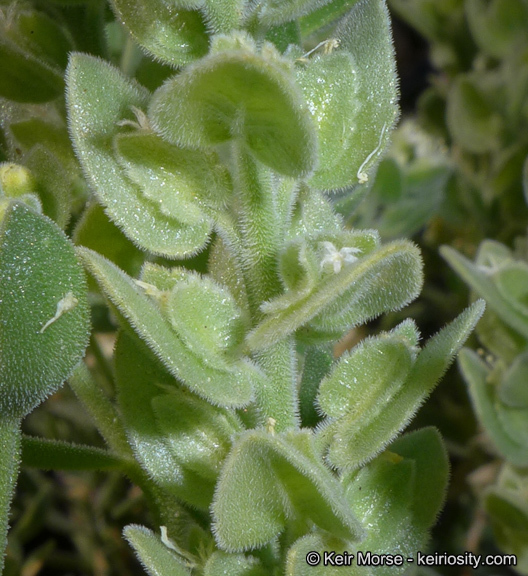 Image of narrowleaf sandpaper plant