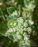 Image of narrowleaf sandpaper plant