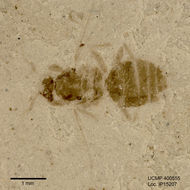 Image of ants