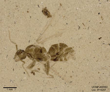 Image of ants