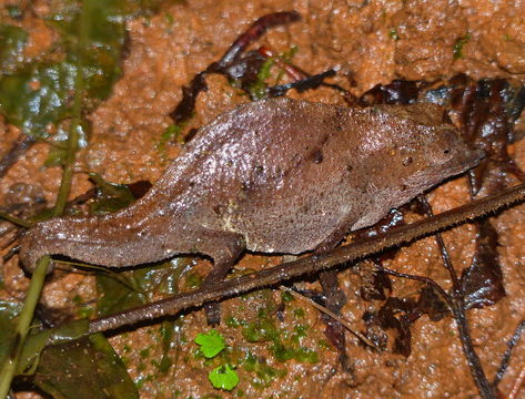 Image of Usambara Stumptail Chameleon