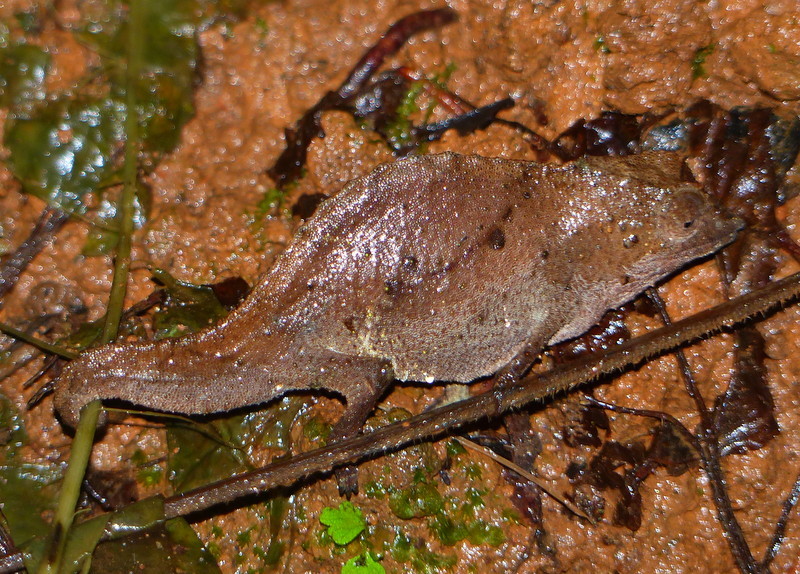 Image of Usambara Stumptail Chameleon