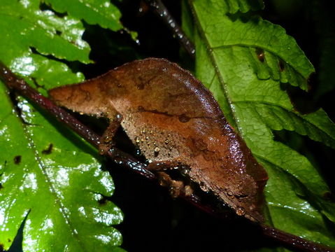 Image of Usambara Stumptail Chameleon