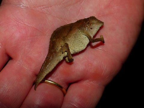 Image of Usambara Stumptail Chameleon