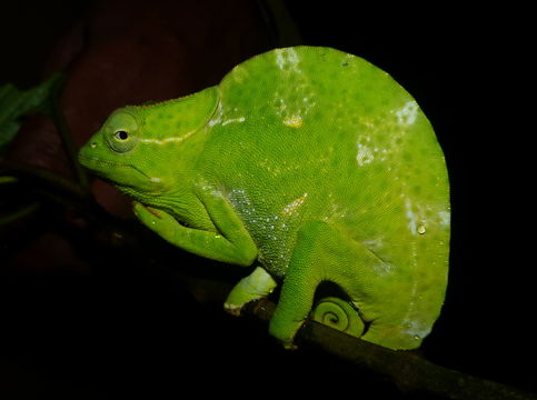 Image of Usambara Three-Horned Chameleon