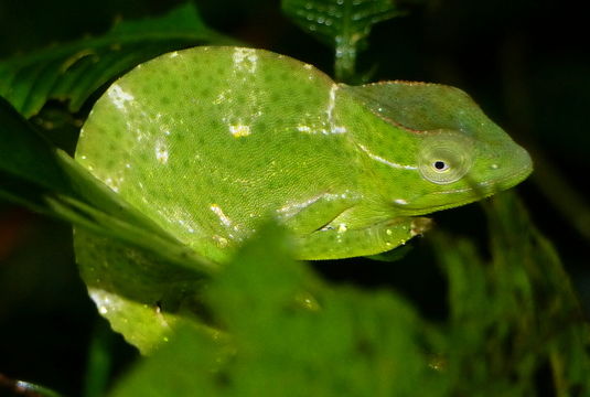 Image of Usambara Three-Horned Chameleon