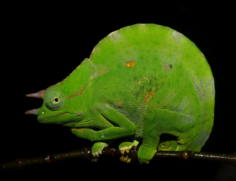 Image of Usambara Three-Horned Chameleon