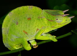 Image de Caméléon ondulé