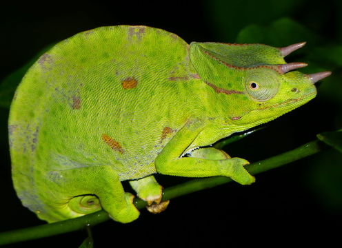 Image of Usambara Three-Horned Chameleon